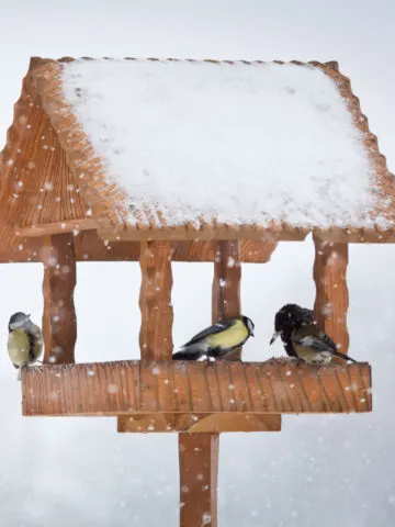 feeding birds in the winter