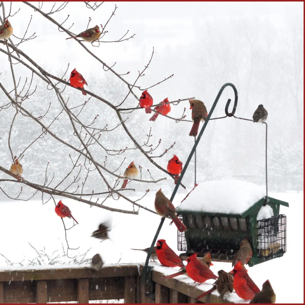 backyard bird feeding