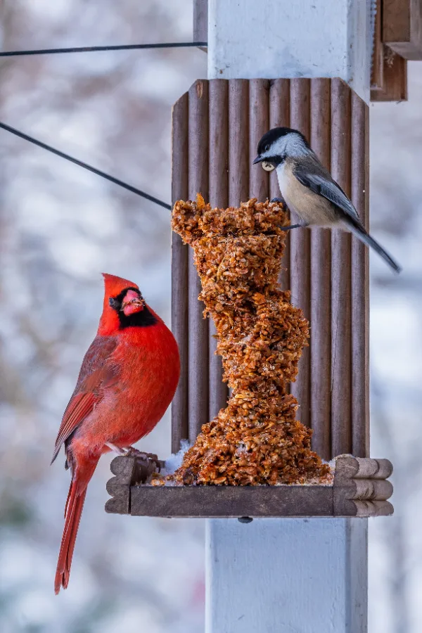 suet block for birds