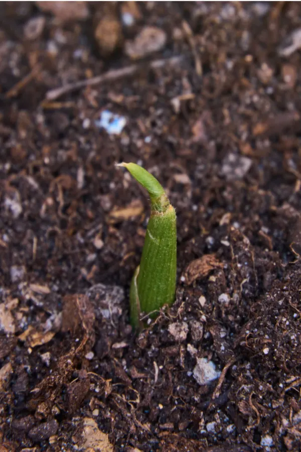 plant sprouting up
