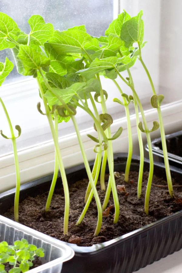 seedlings in a window