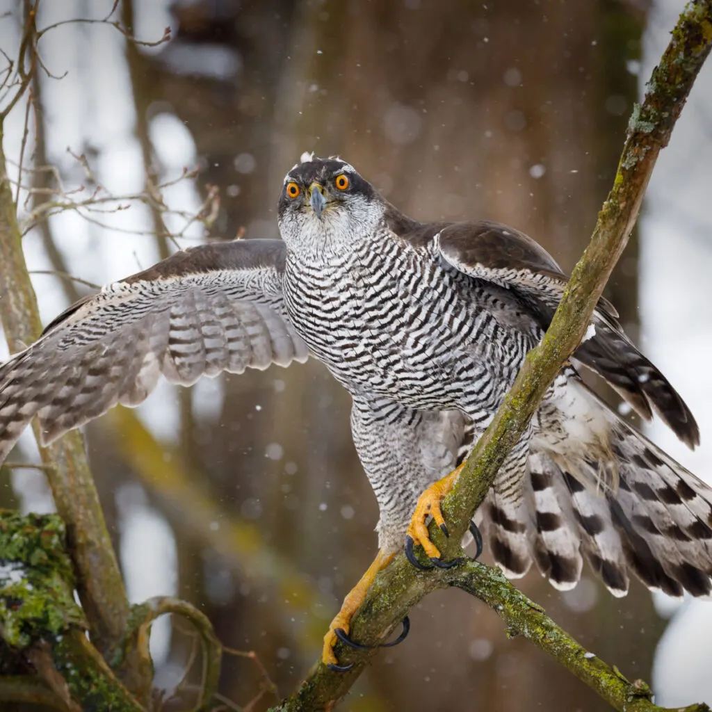 hawk searching for food