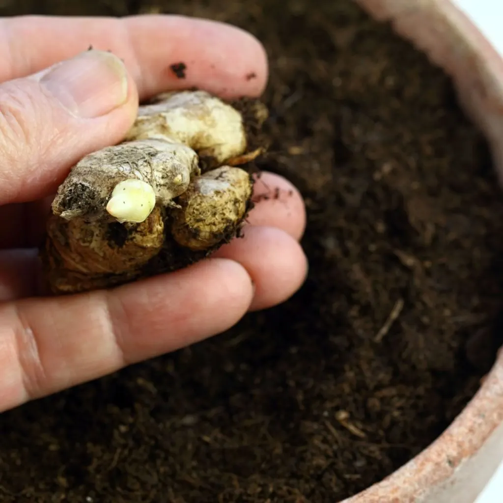 how to plant ginger