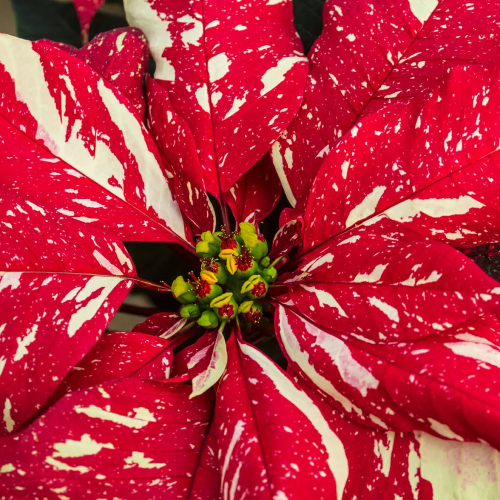 keep poinsettias blooming big
