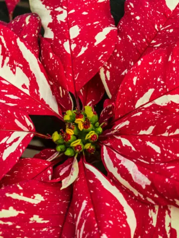 keep poinsettias blooming big