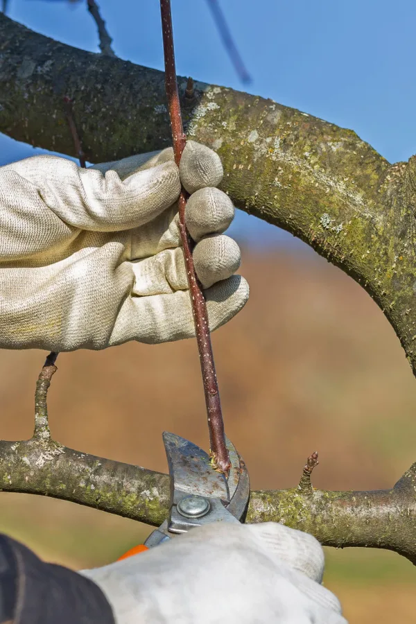 prune fruit tree