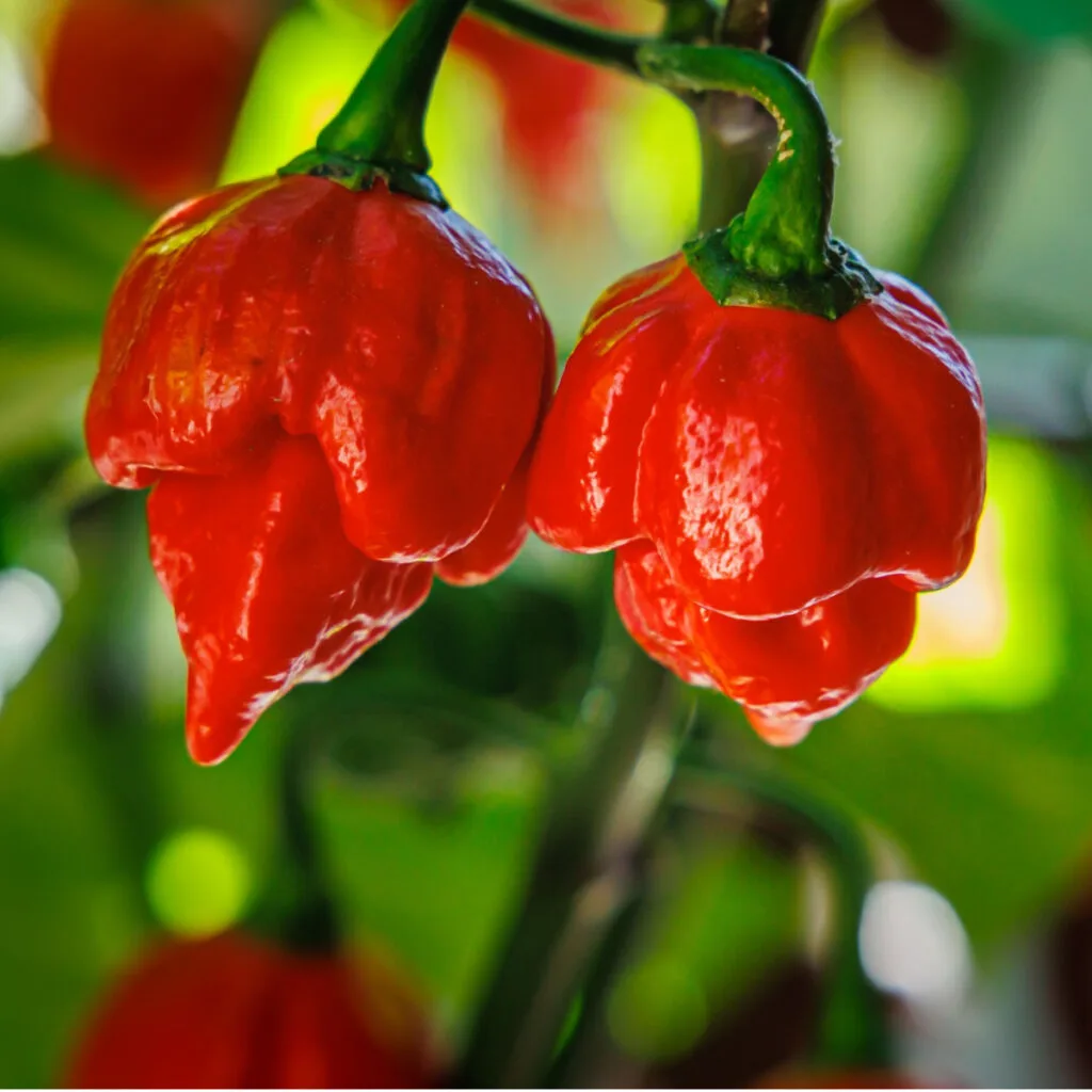growing hot peppers