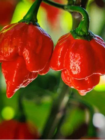 growing hot peppers