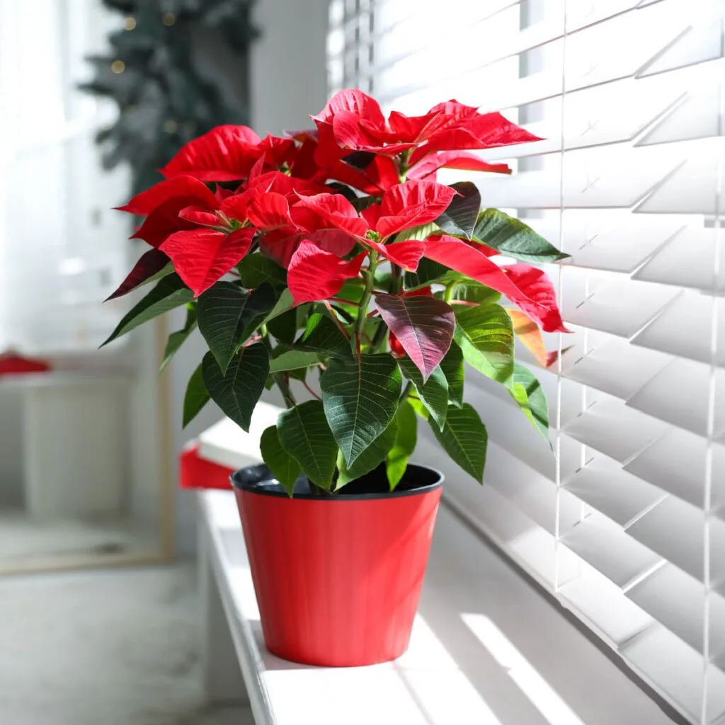 indirect lighting for plants