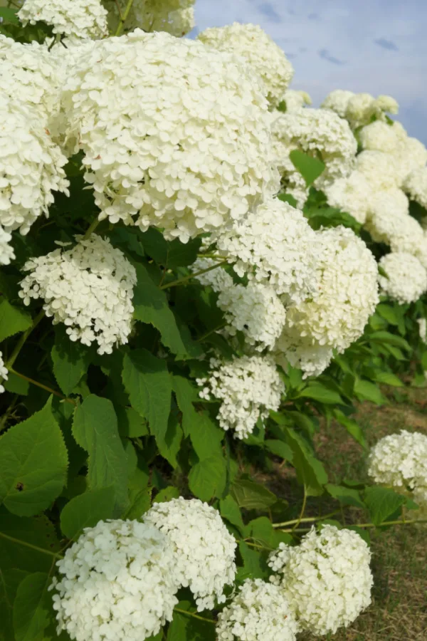 white hydrangea blooms