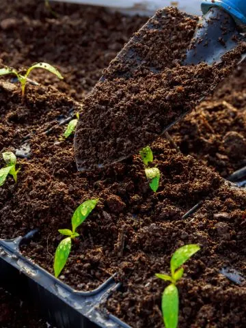 Several seedlings in seed starting trays with loose seed starting soil.