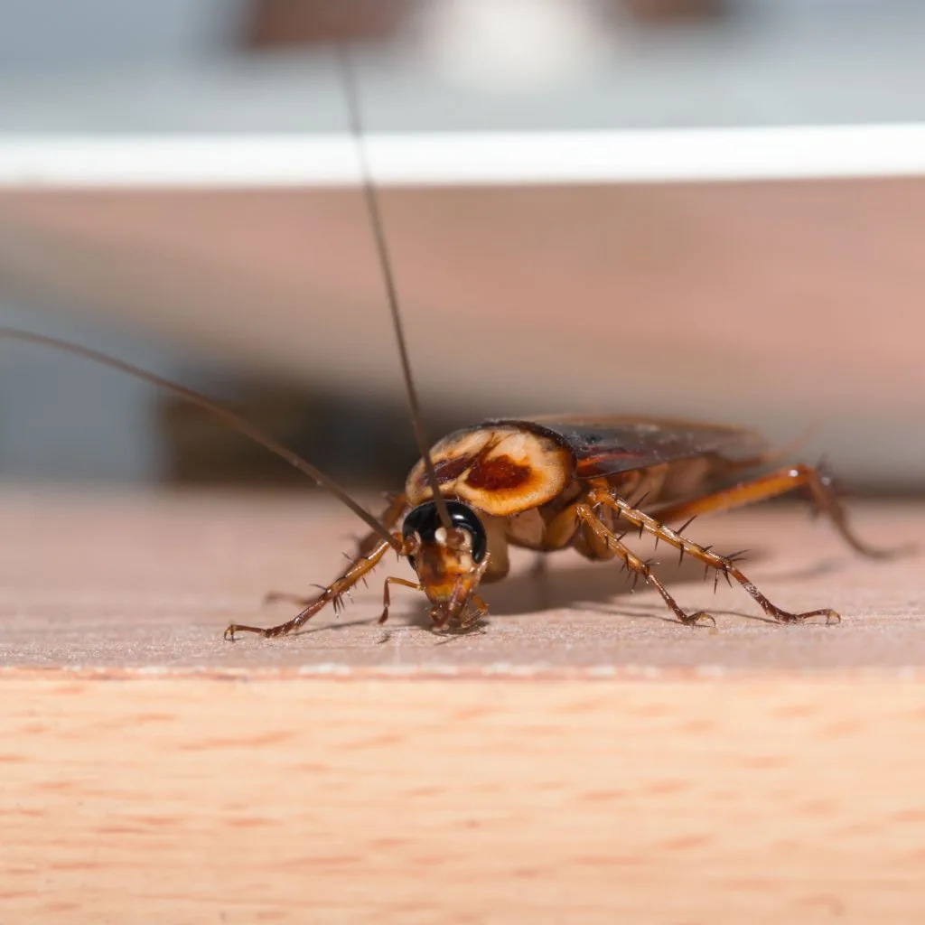get rid of cockroaches