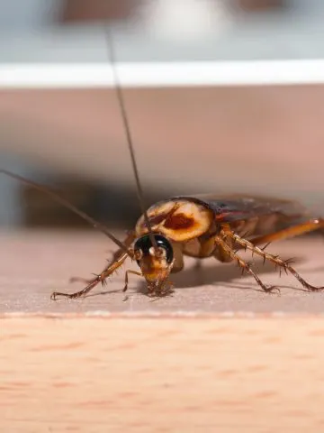 get rid of cockroaches
