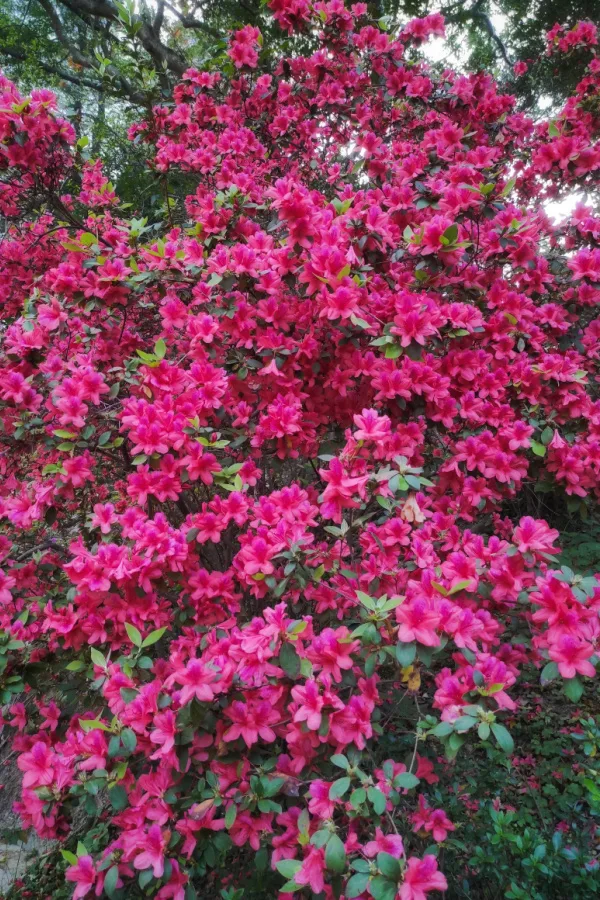 An Azaleas packed full of purple-pink blooms.