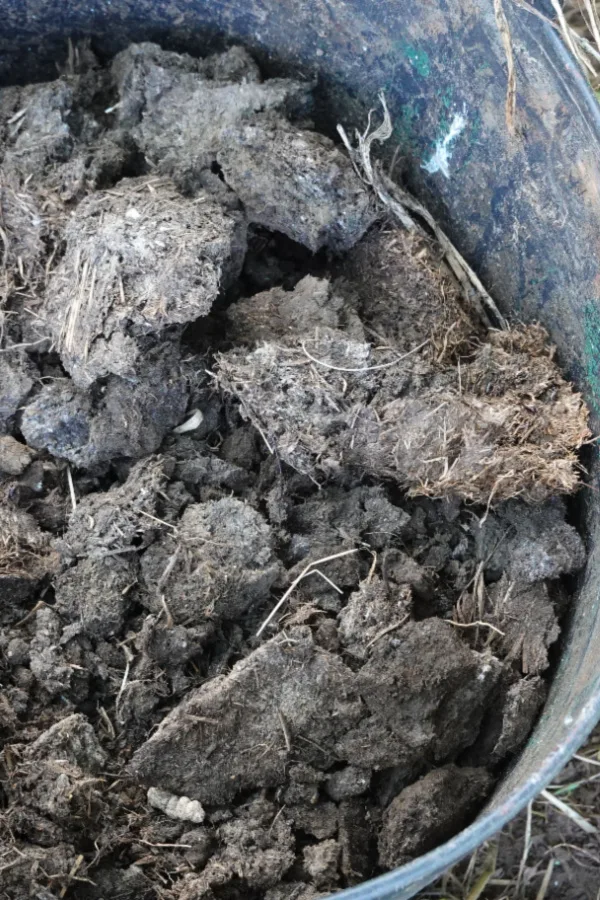 using chicken manure in a garden