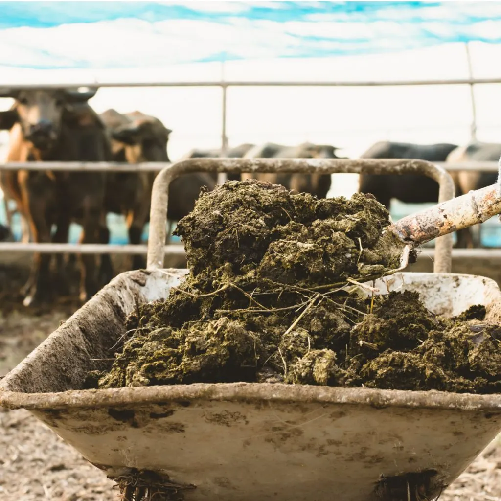 how to use animal manure in a garden
