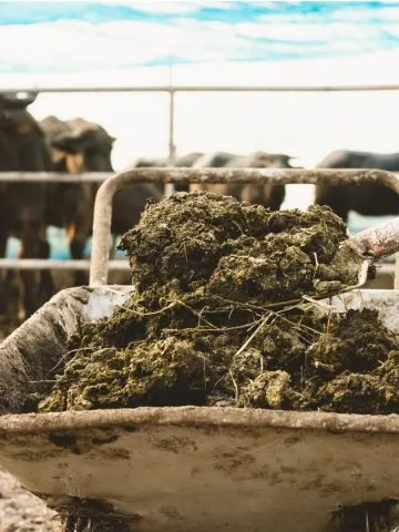 how to use animal manure in a garden