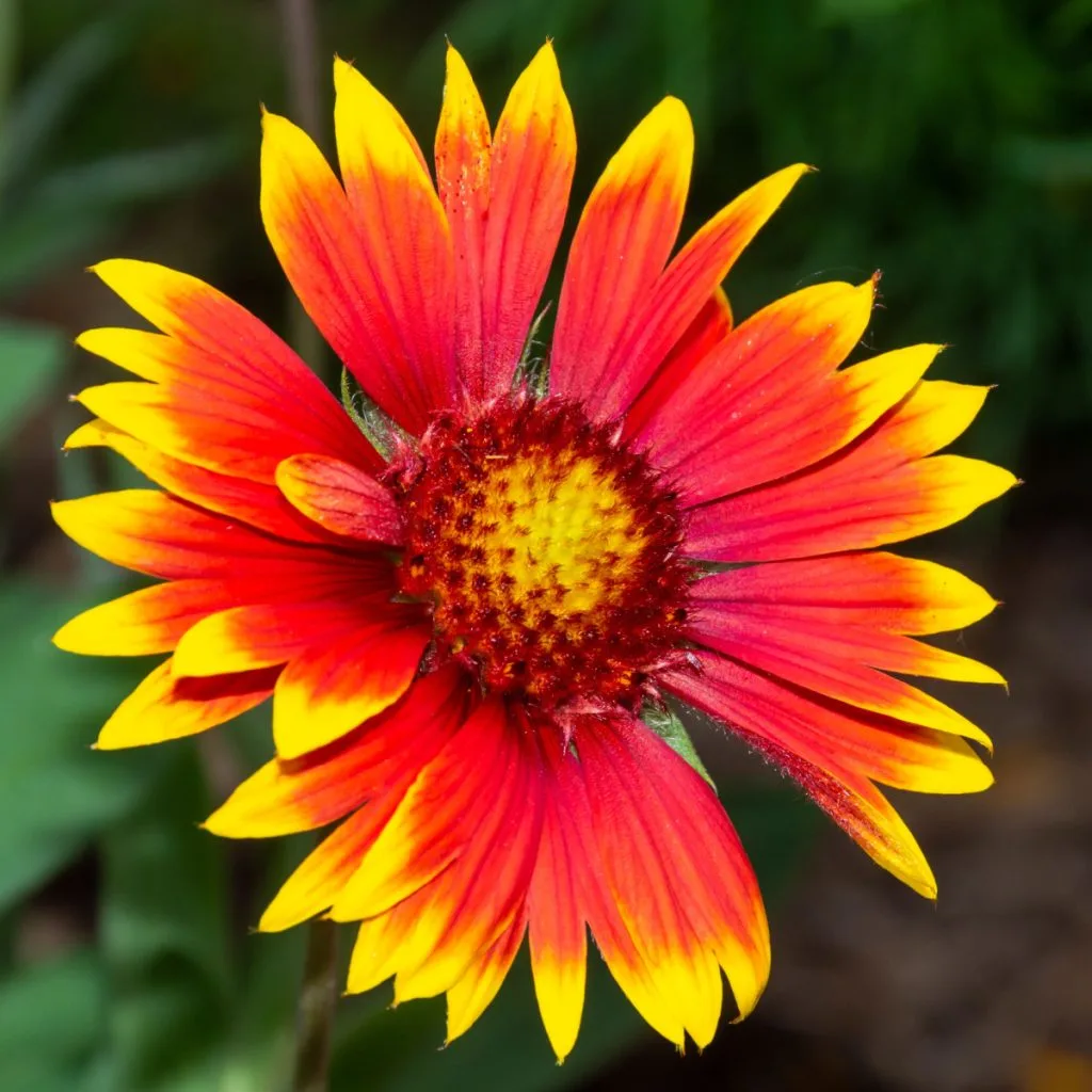 blanket flower