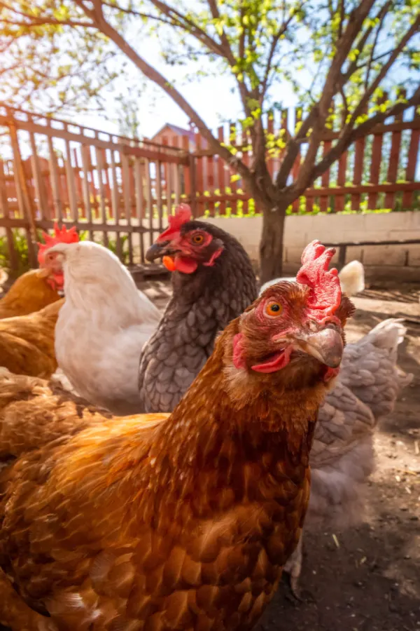 chickens in backyard