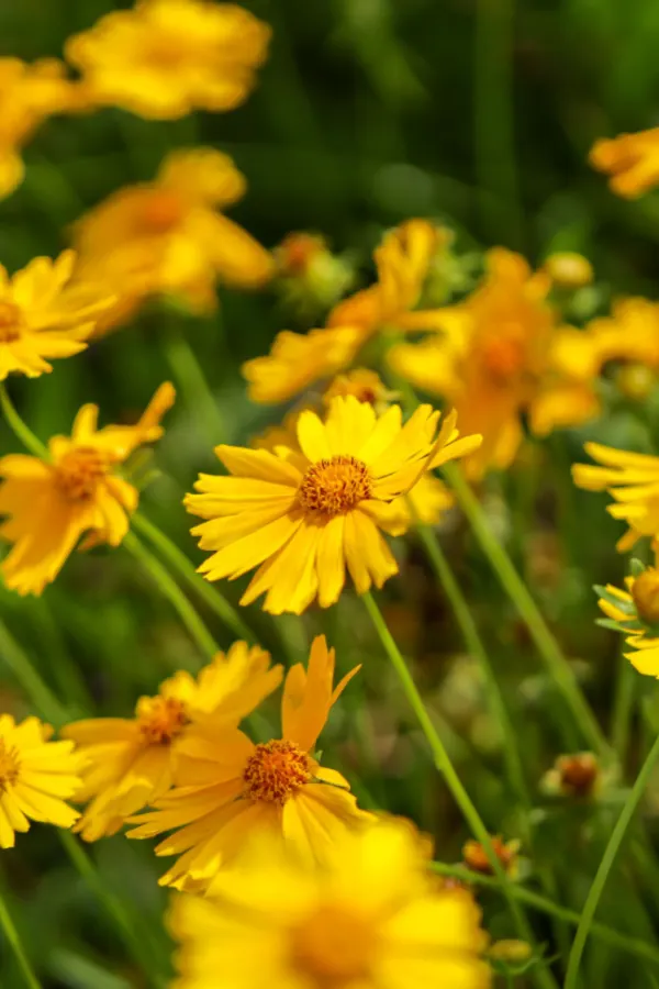coreopsis - flowering drought resistant perennial