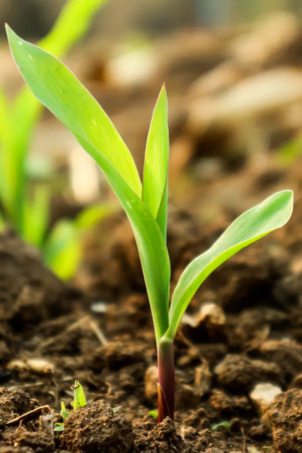 corn seedlings