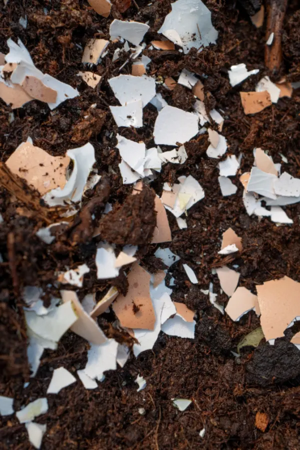 crushed egg shells - tomato plants