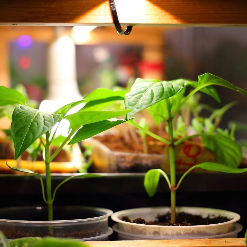 make a seed starting stand