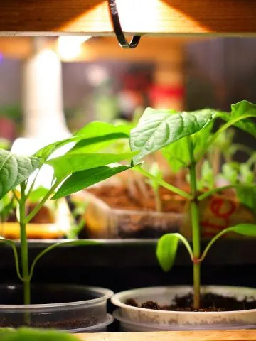 make a seed starting stand
