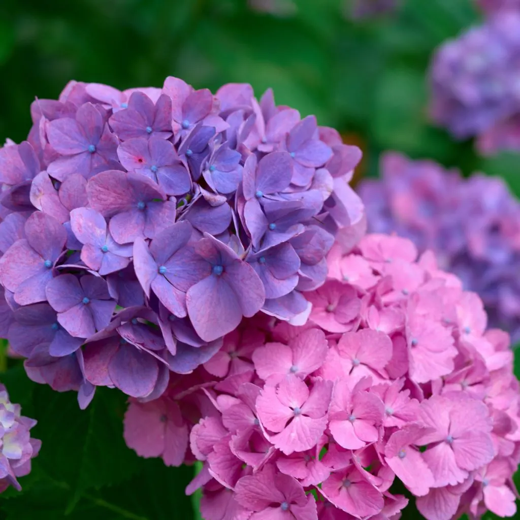 fertilize hydrangea blooms