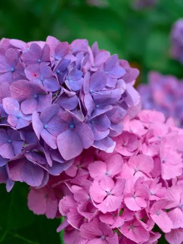 fertilize hydrangea blooms