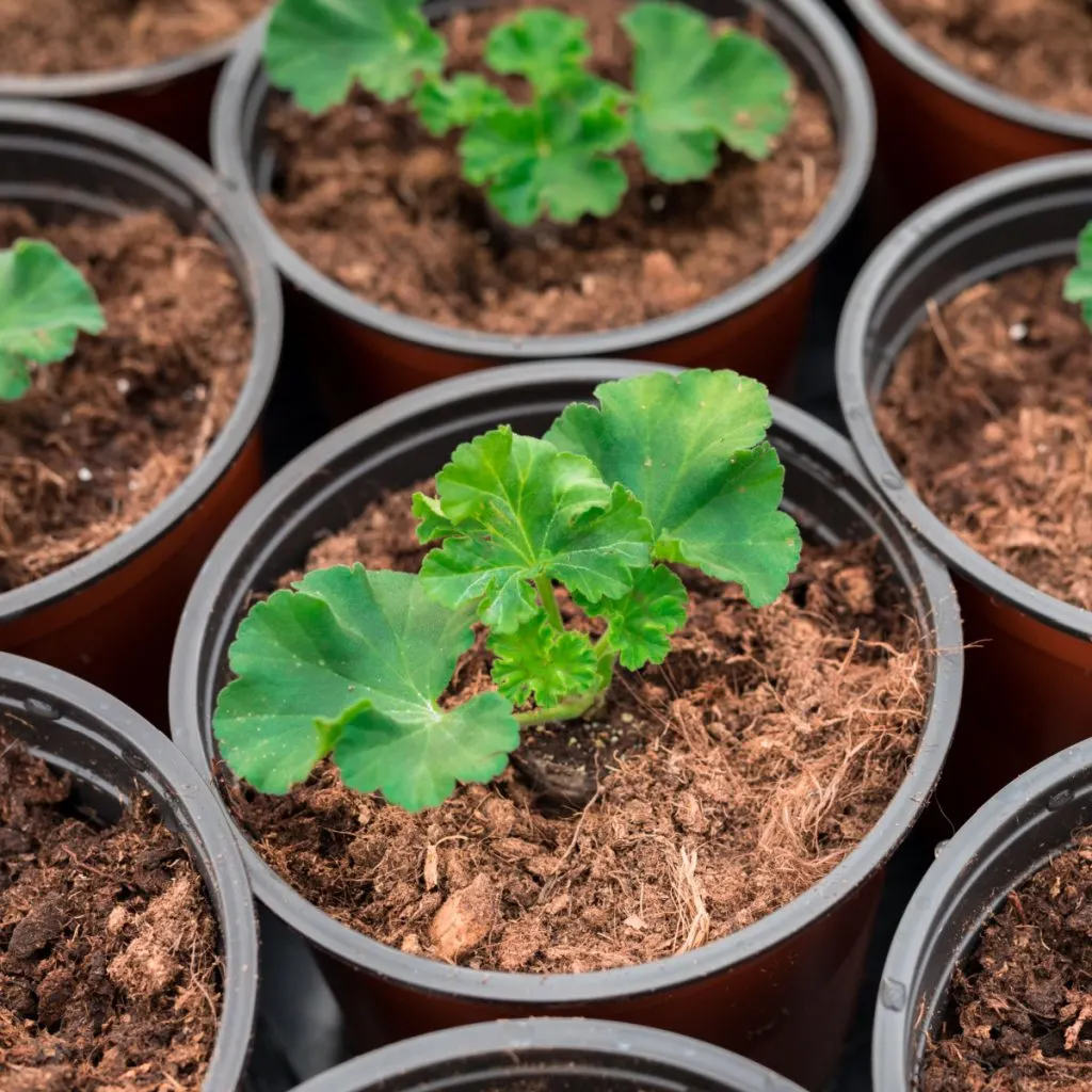 grow geraniums from seed