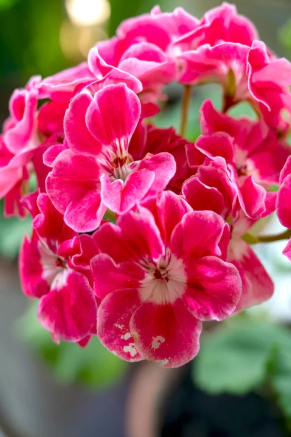 geranium blooming - start geraniums from seed