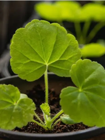 indoor geraniums growing