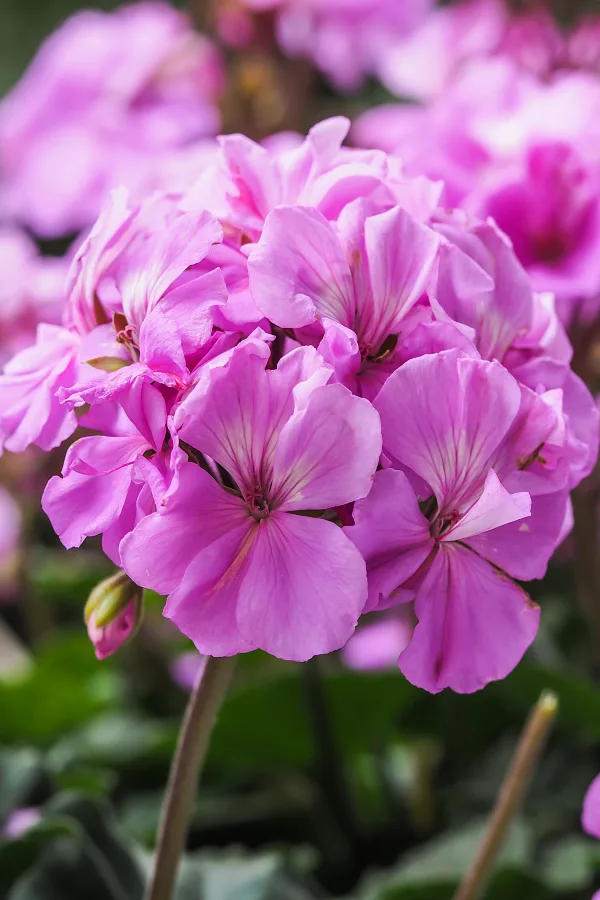 flowering perennials