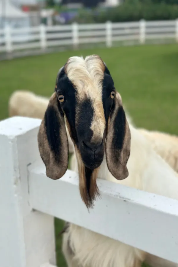 goats