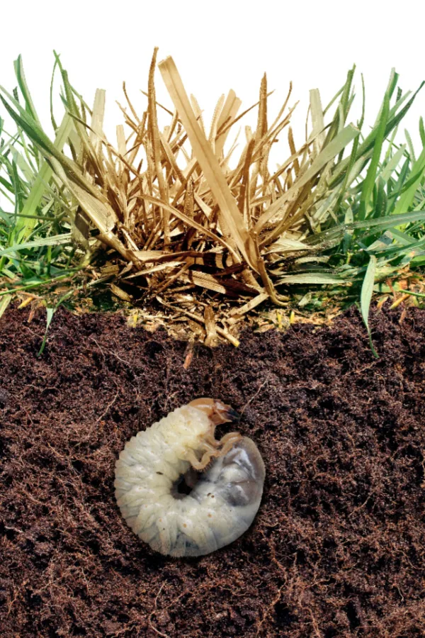 grubs under the soil