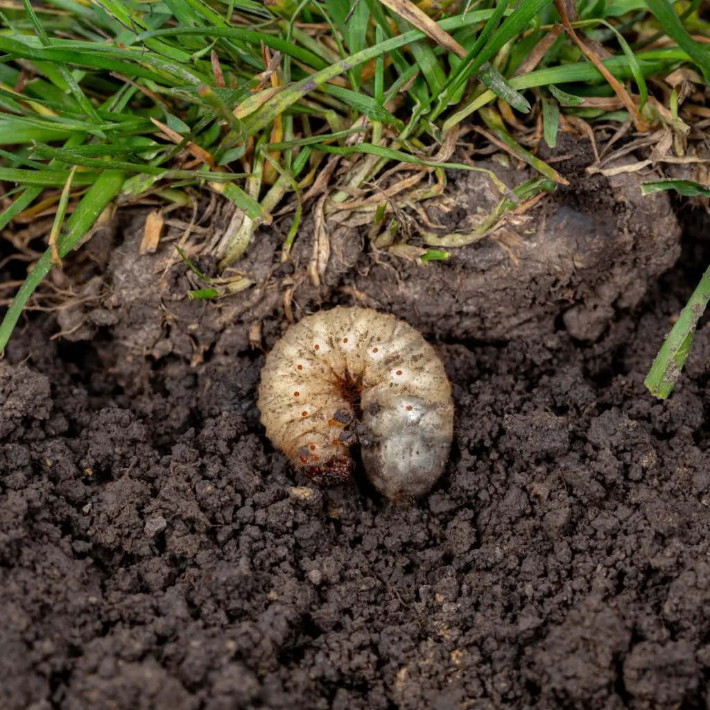 how to eliminate grubs