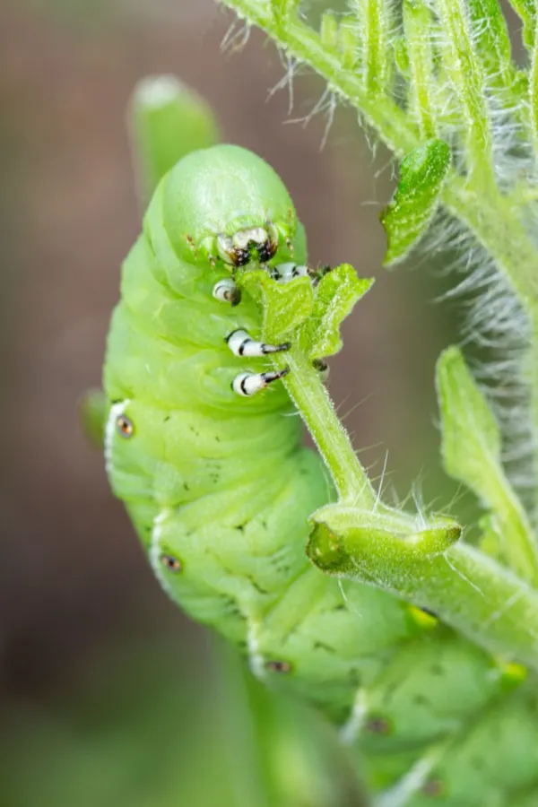hornworm