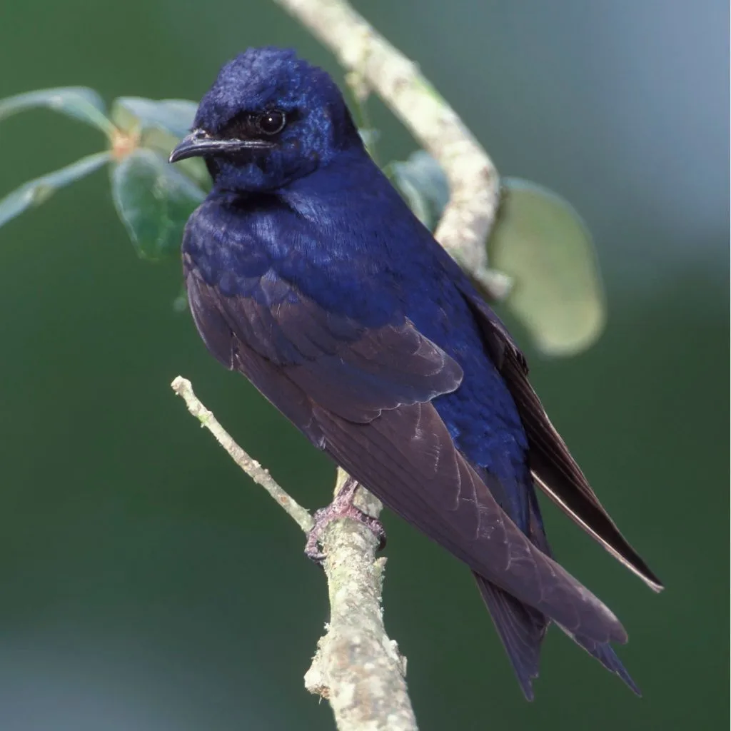 attract purple martins