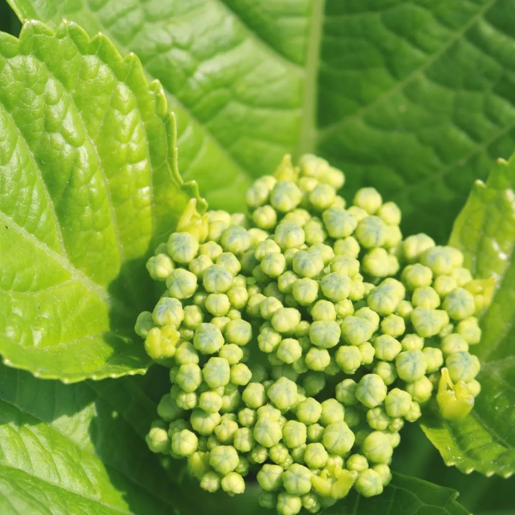 hydrangea blooms