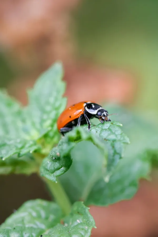 ladybug eating aphids