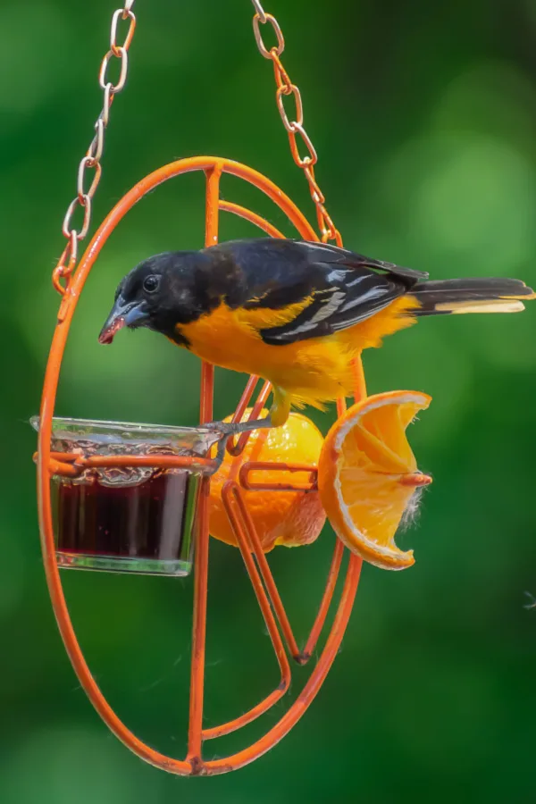 oriole feeder