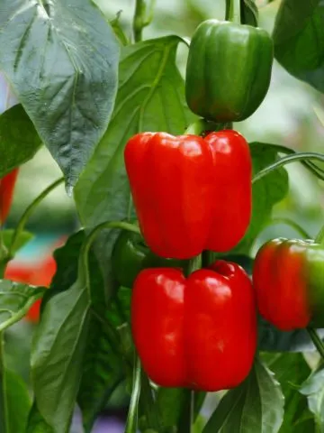 peppers in 5 gallon buckets