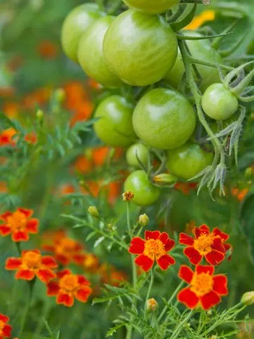 planting marigolds and tomatoes