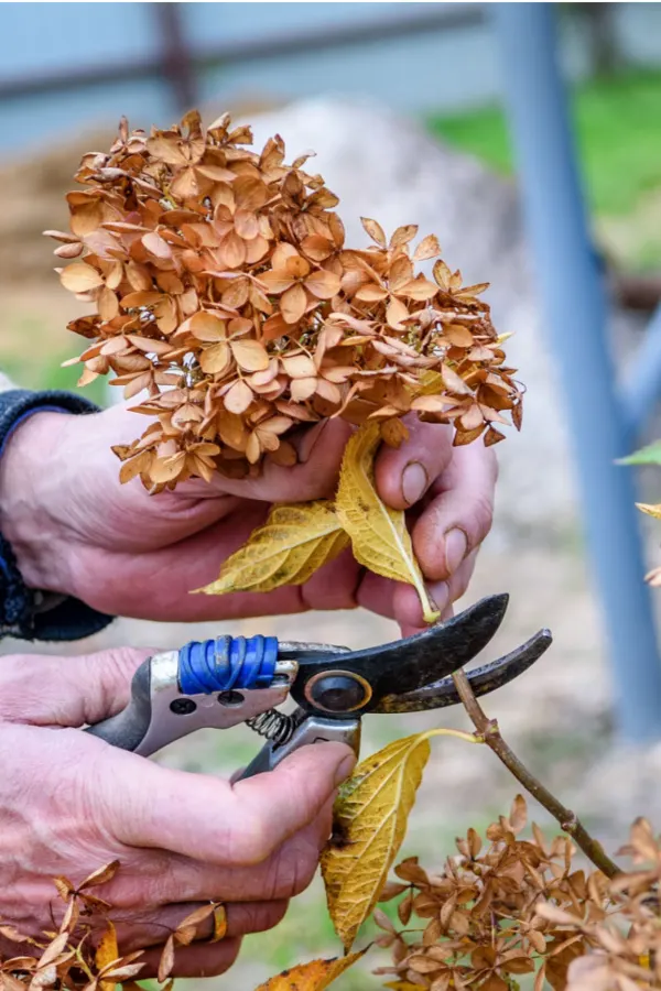 prune bushes