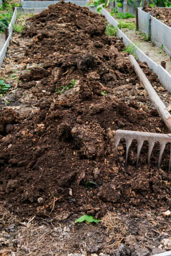 adding animal manure to raised beds