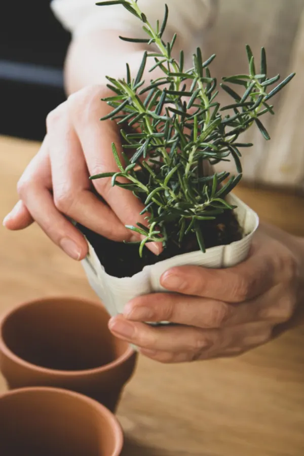 rosemary repotting
