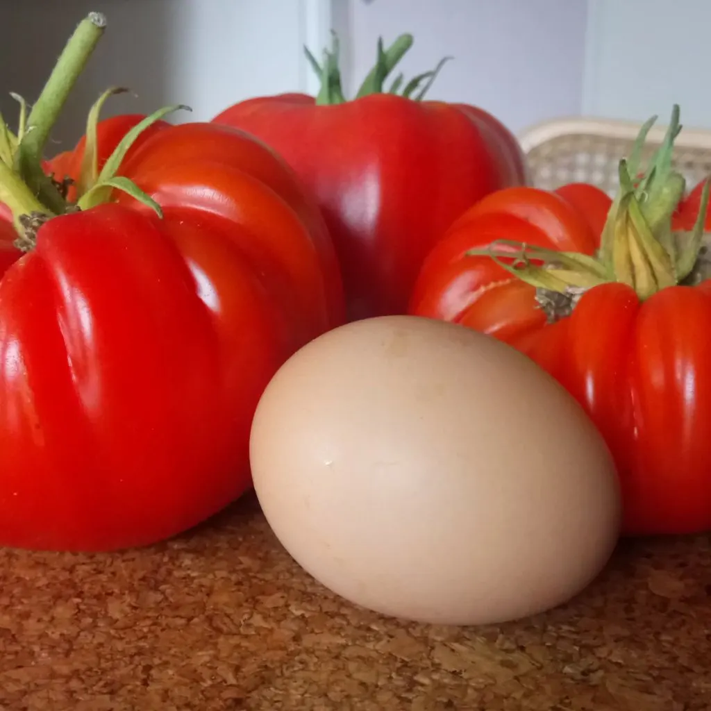 egg shells and tomato plants
