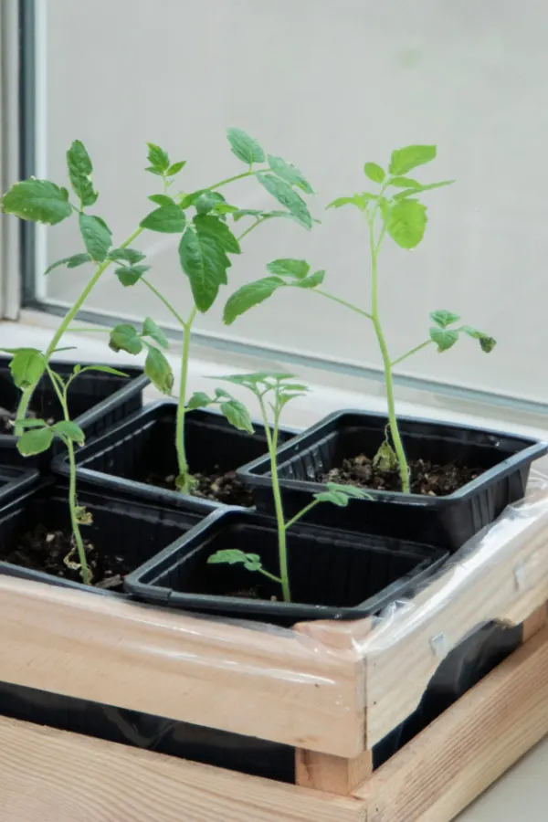 tomato plant in window
