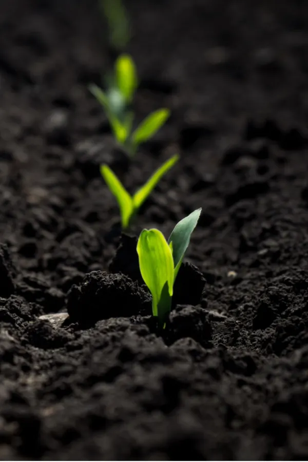 seedling sprouting through the ground - How To Grow Popcorn In A Garden